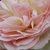 Fehér - rózsaszín - Virágágyi floribunda rózsa - Pastella®